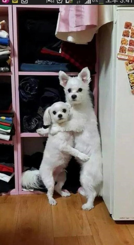 [잡담] 애순관식 완전 이 강아지 짤이잖아 | 인스티즈