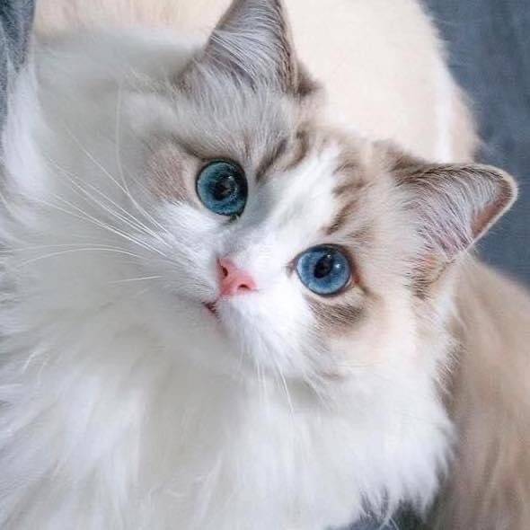 [잡담] 솔직히 외모만보면 고양이>>>>>>강아지 압승인듯 | 인스티즈