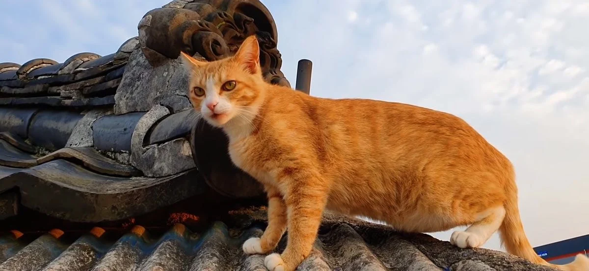 [잡담] 고양이 강아지는 애초에 외모 비교가 안되는거같음.. | 인스티즈