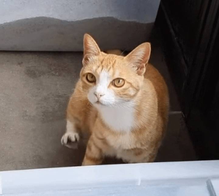 [잡담] 고양이 강아지는 애초에 외모 비교가 안되는거같음.. | 인스티즈
