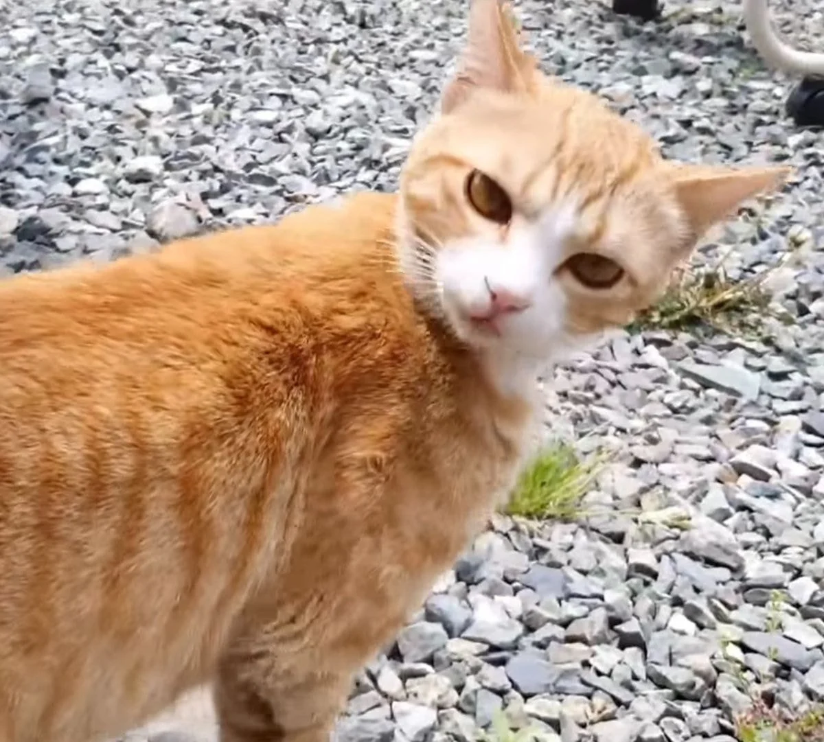 [잡담] 고양이 강아지는 애초에 외모 비교가 안되는거같음.. | 인스티즈
