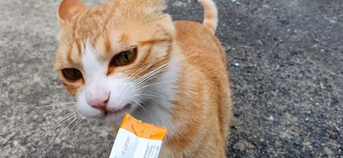 [잡담] 고양이 강아지는 애초에 외모 비교가 안되는거같음.. | 인스티즈