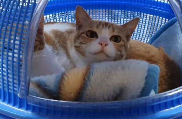 [잡담] 고양이 강아지는 애초에 외모 비교가 안되는거같음.. | 인스티즈