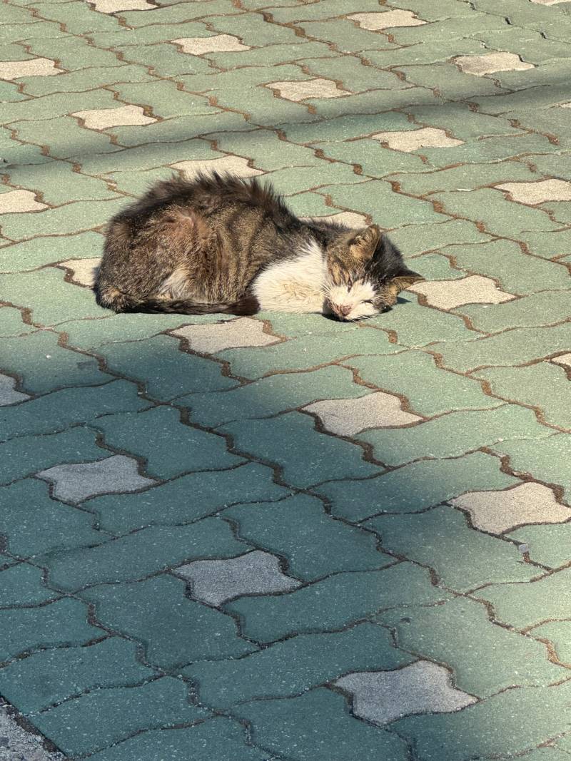 [잡담] 집앞에 아픈 고양이 있는데 얘 어떡해,,,? ㅠ | 인스티즈