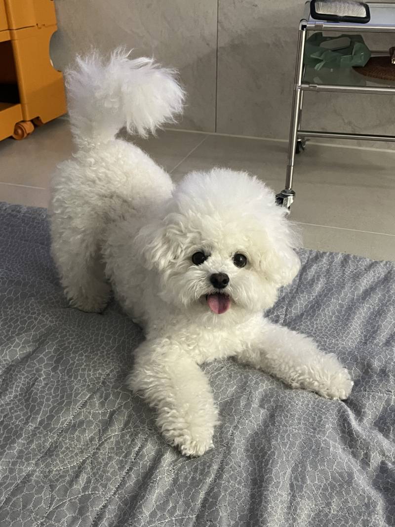 [잡담] 친언니 강아지 나 개좋아하는데 놀때표정이랑 헤어질때표정 | 인스티즈