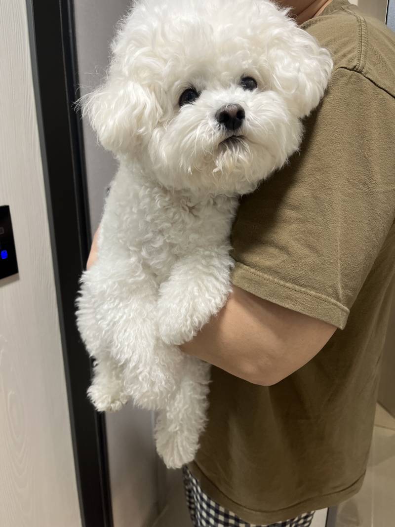 [잡담] 친언니 강아지 나 개좋아하는데 놀때표정이랑 헤어질때표정 | 인스티즈