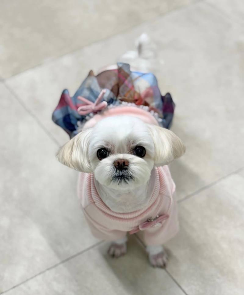 [잡담] 우리집 멈머 미용한거 보고갈래? | 인스티즈