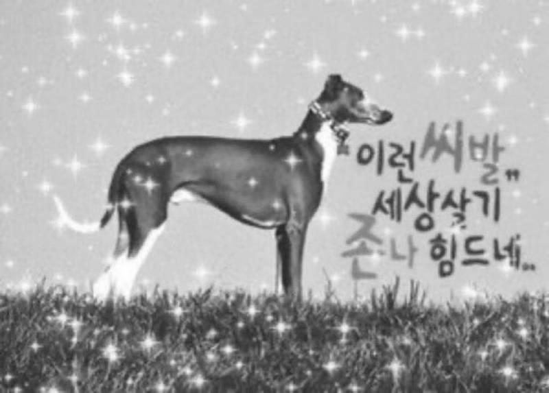 [잡담] 난 이런 말도 안되는 짤 만드는 사람들이 경이로움 | 인스티즈