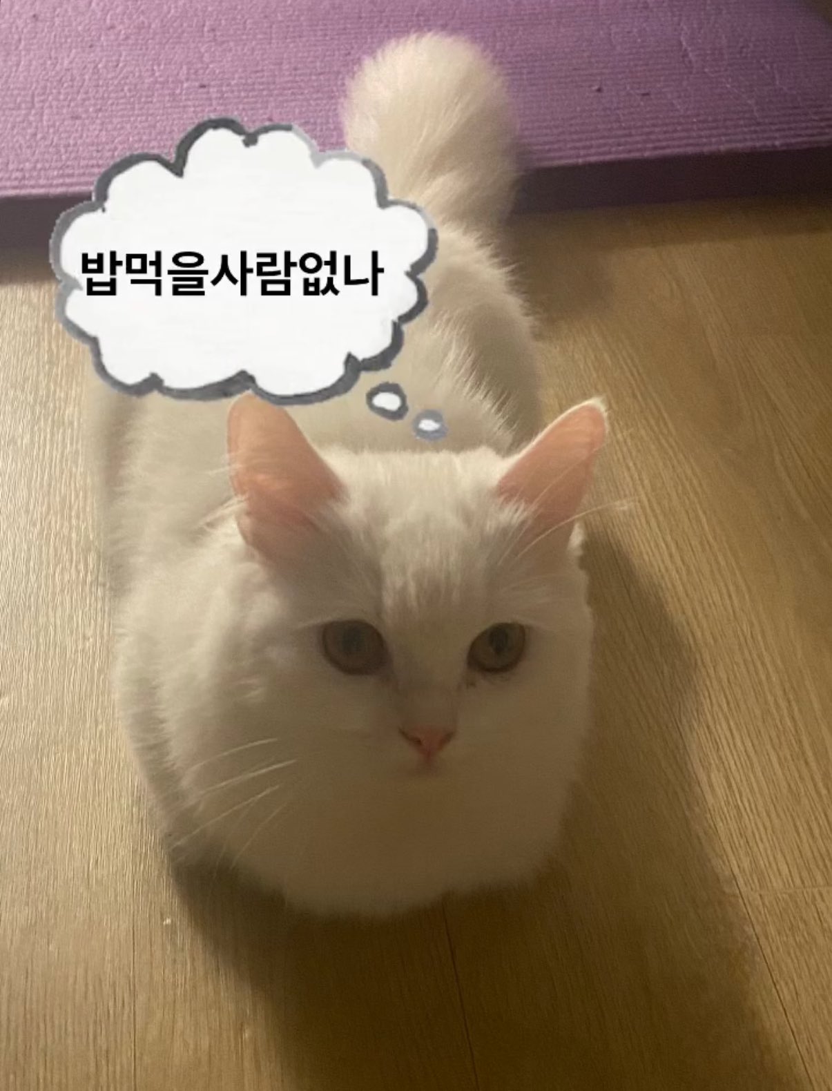 [잡담] 얘들아 금재 고양이 이름 코코야!!!! | 인스티즈