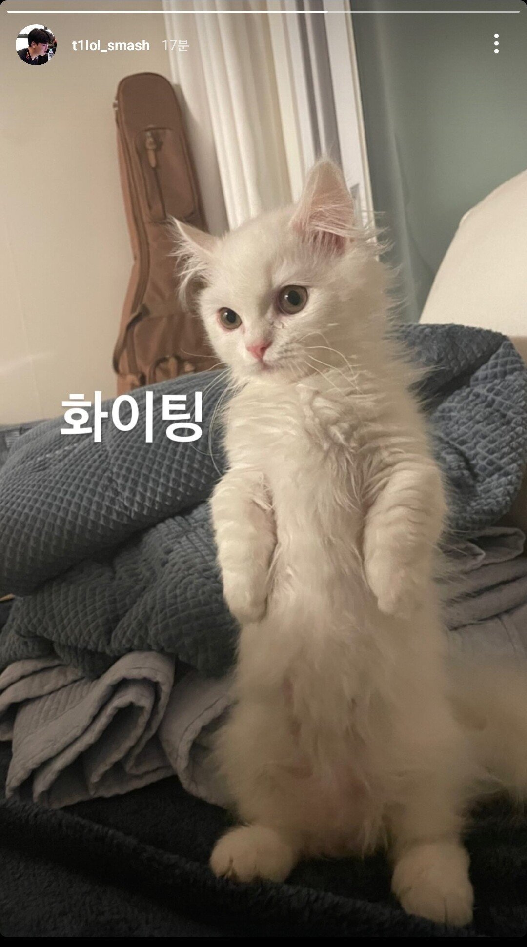 [잡담] 얘들아 금재 고양이 이름 코코야!!!! | 인스티즈