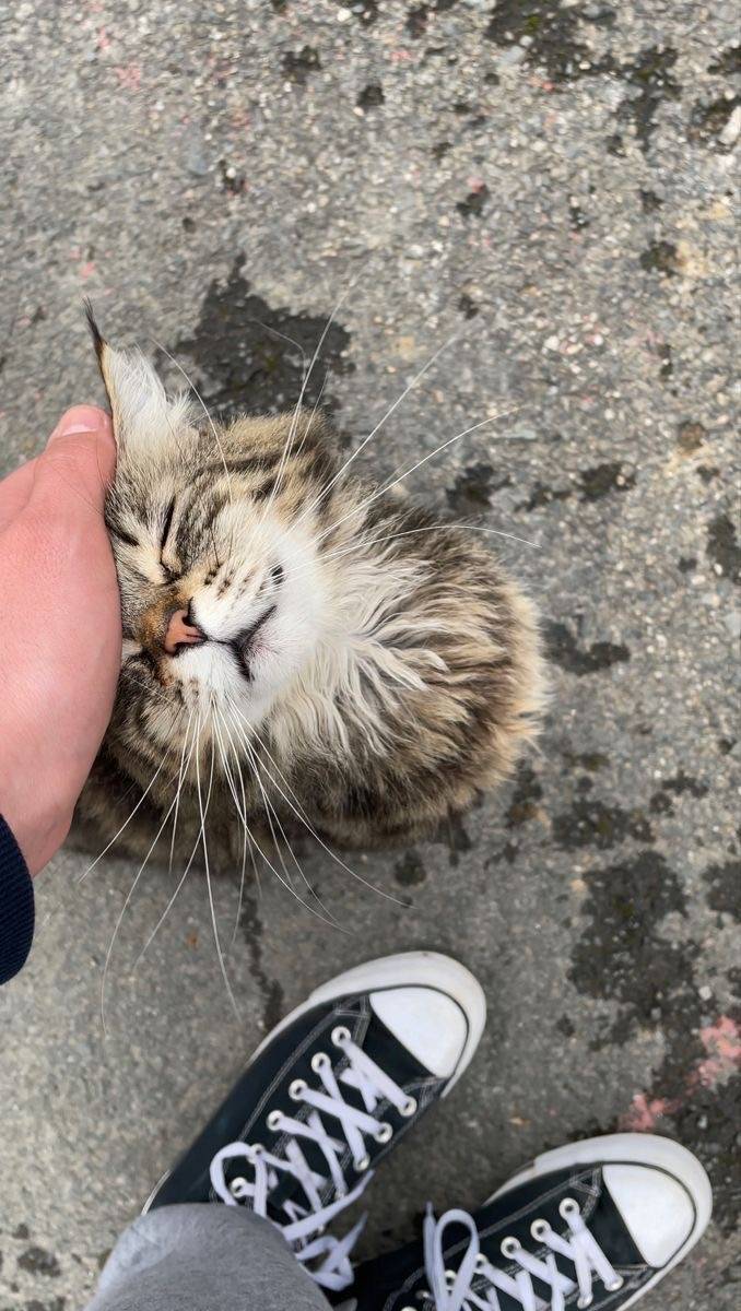 [잡담] 이 세상에선 고양이가 제일 예쁘고 귀여운 동물이야 | 인스티즈
