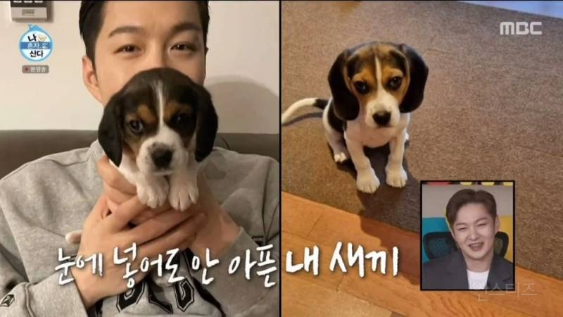 비글 키우는 반려인들은 한 번쯤 겪는다는 상황 .jpg | 인스티즈