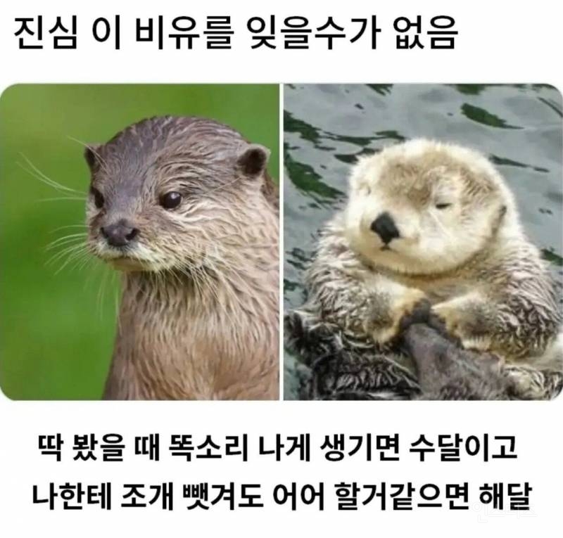 수달이랑 해달 구분하는 법. jpg | 인스티즈