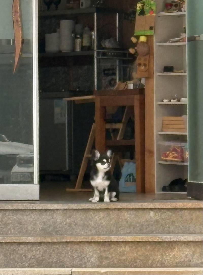 [잡담] 잠깐 주차하고 있는데 가게 앞에 강아지가 가게 지키는 중 | 인스티즈