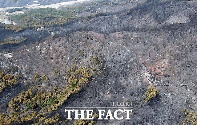[정보/소식] 모조리 태워버린 의성 산불, 피해 면적 '여의도 43배'...역대 3번째 | 인스티즈