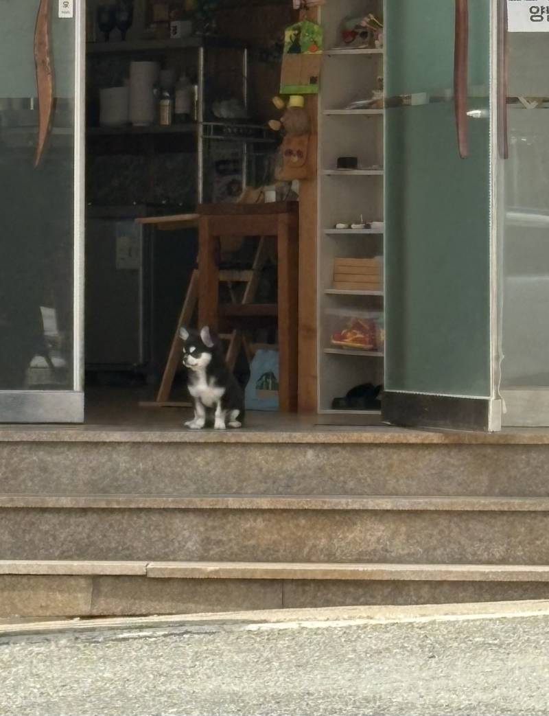 [잡담] 잠깐 주차하고 있는데 가게 앞에 강아지가 가게 지키는 중 | 인스티즈