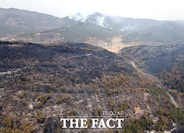 [정보/소식] 모조리 태워버린 의성 산불, 피해 면적 '여의도 43배'...역대 3번째 | 인스티즈