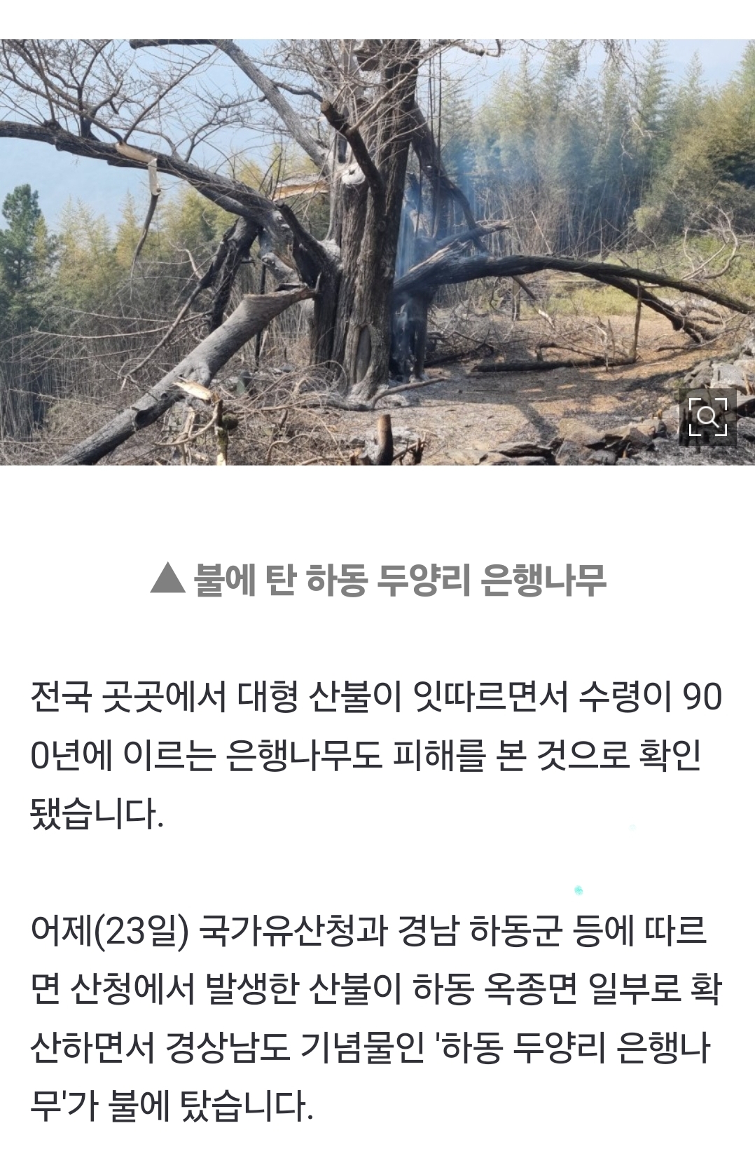 [잡담] 900년된 은행나무도 타버렸대.... | 인스티즈