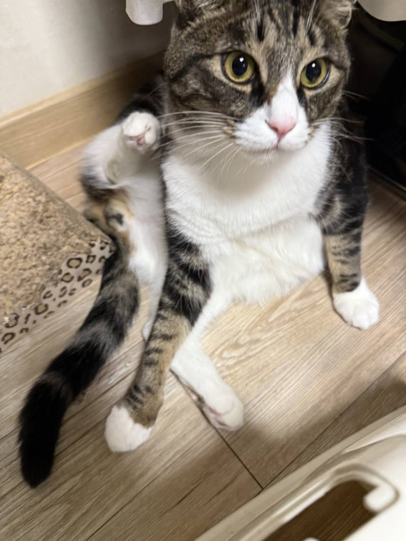 [잡담] 우리 고양이 도발자세 어때 | 인스티즈