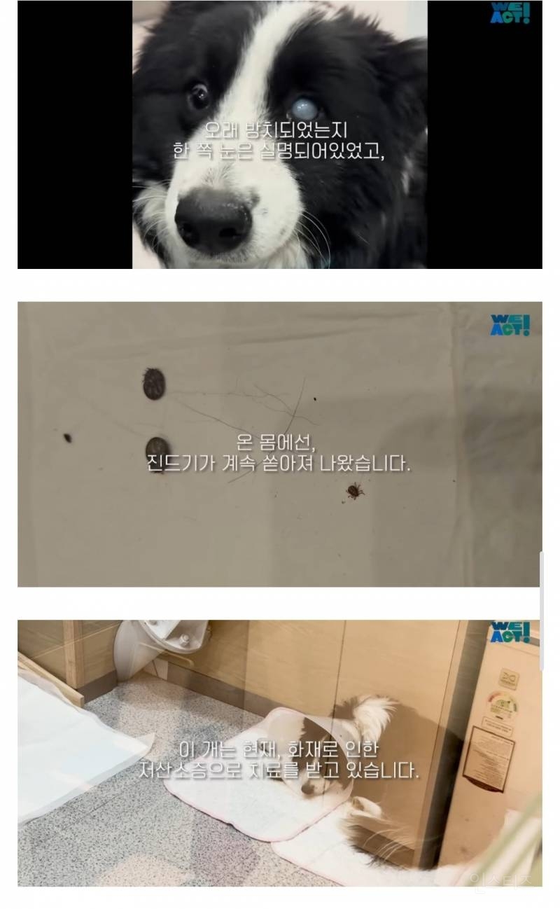산불로 인해 목줄 묶인 개들은 그대로 죽어가는 중 | 인스티즈