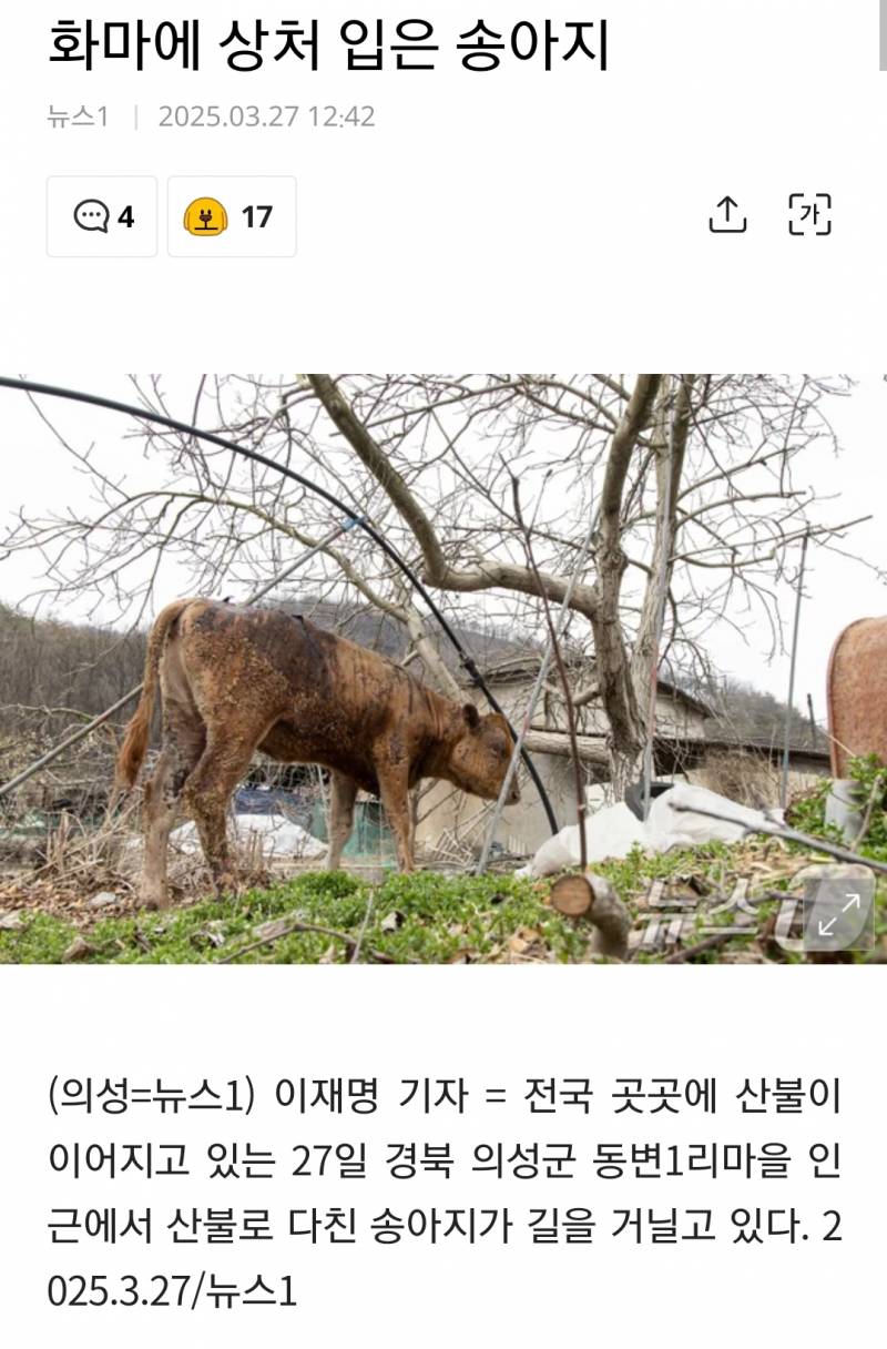 [잡담] 아ㅠ 산불에 다친 송아지 어떻게하니ㅠㅠㅠ | 인스티즈