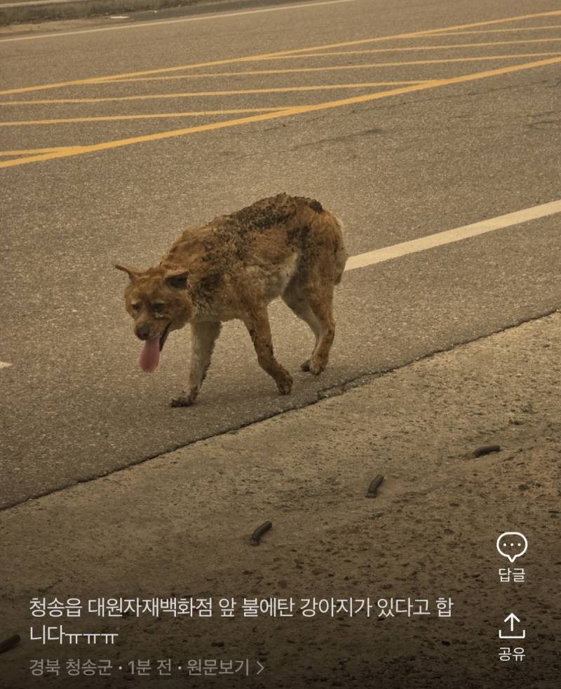 [잡담] 인스타에서 본 산불 강아지 진짜 마음 너무 아프네 | 인스티즈