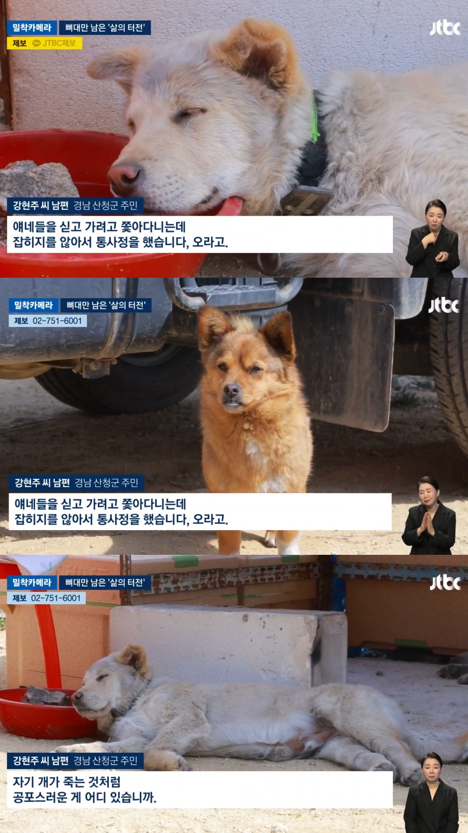 [정보/소식] 마을 앞까지 불구덩이가 다가왔지만 반려견 6마리를 데려가기 위해 집으로 돌아간 주인 | 인스티즈