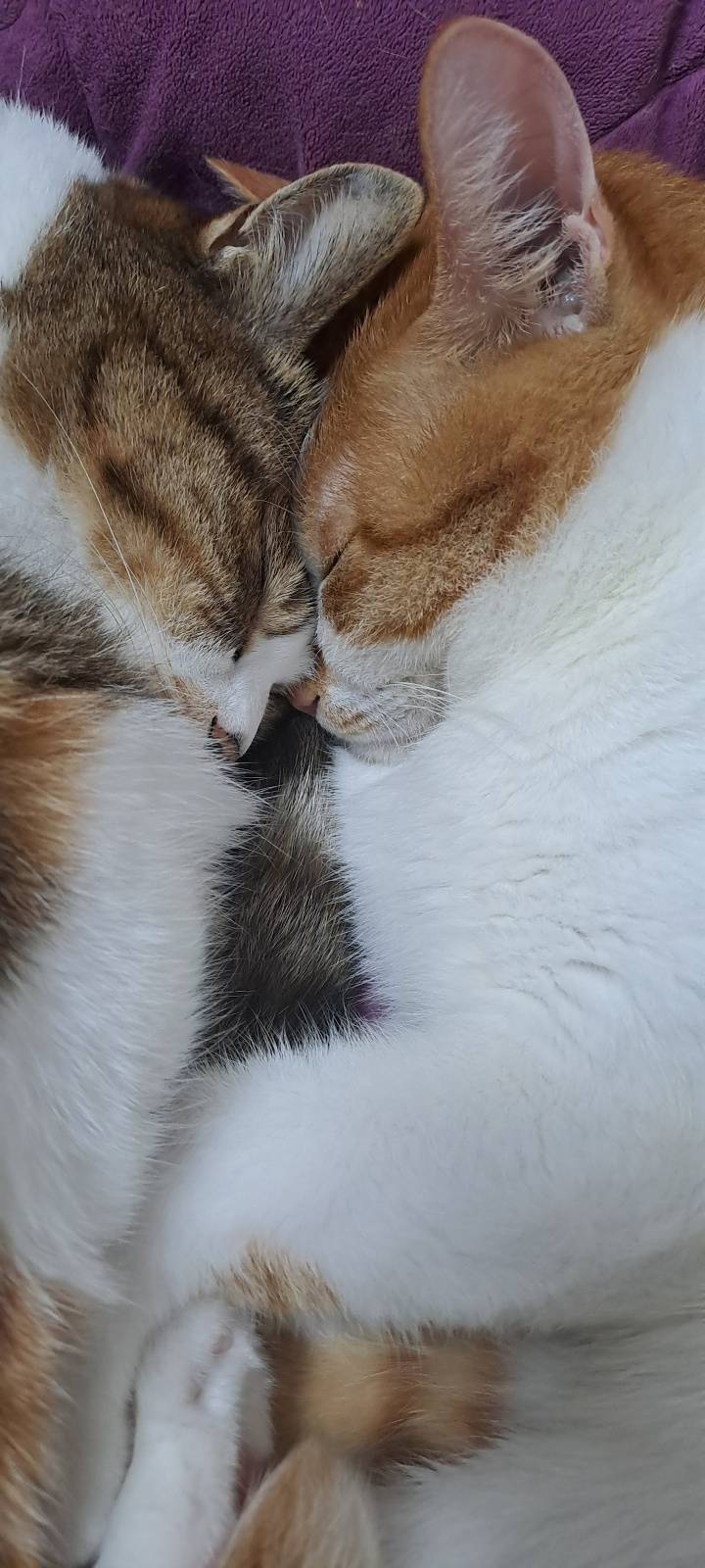[잡담] 던지면 물어오는 남의 집 고양이 보고가 ㅠㅠㅠㅠㅠㅠㅠㅠㅠ | 인스티즈