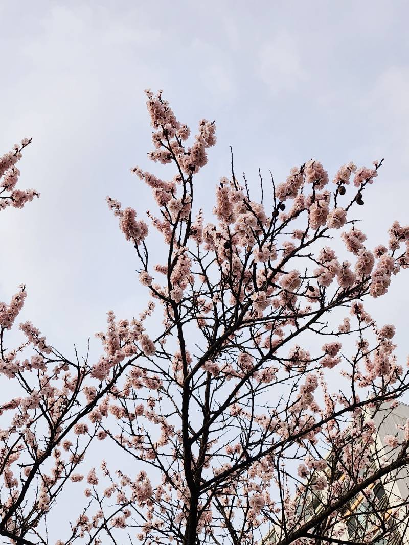 [잡담] 이건 벚꽃이야 매화야? | 인스티즈
