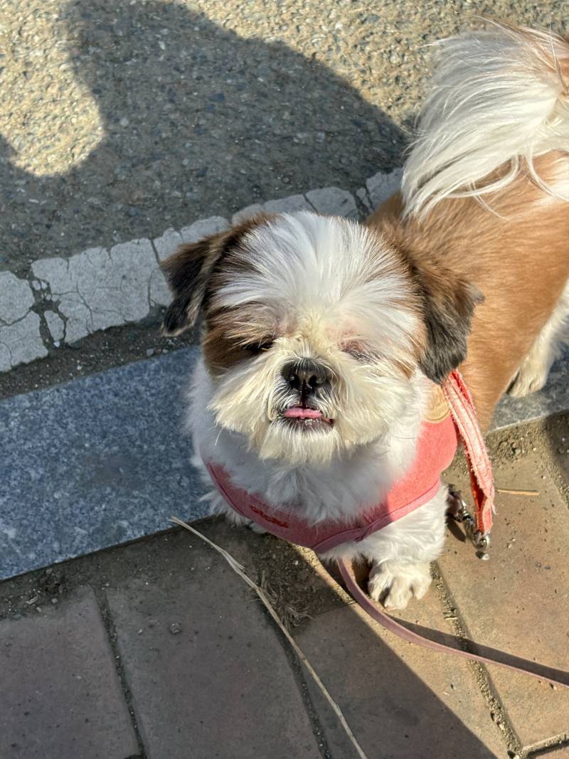 [잡담] 🐶시츄 산책 나옴🐶 | 인스티즈