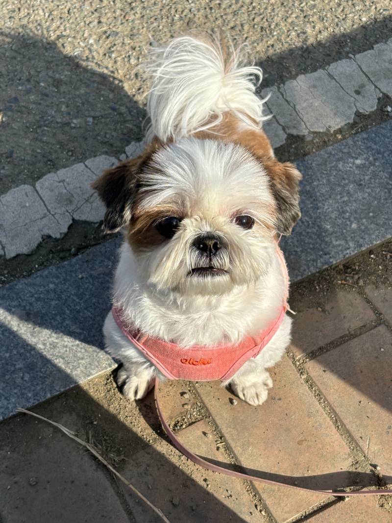 [잡담] 🐶시츄 산책 나옴🐶 | 인스티즈