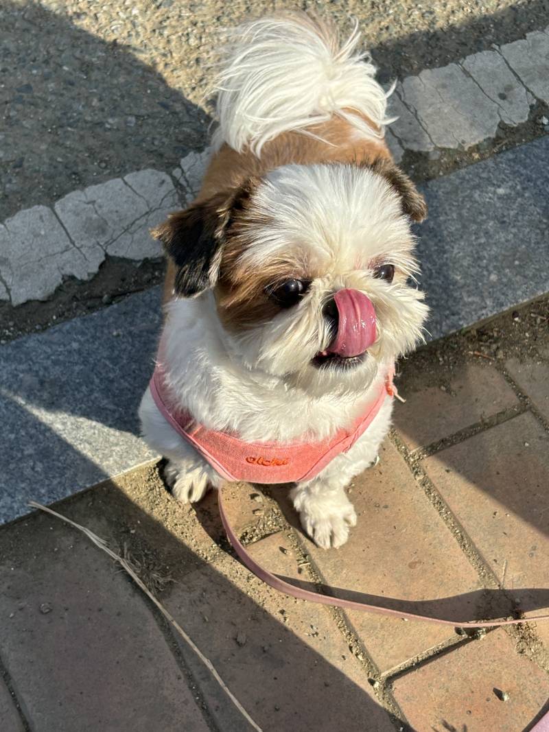 [잡담] 🐶시츄 산책 나옴🐶 | 인스티즈