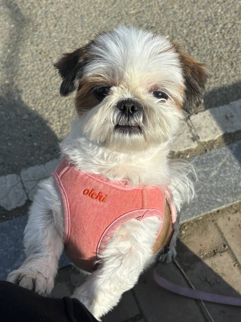 [잡담] 🐶시츄 산책 나옴🐶 | 인스티즈