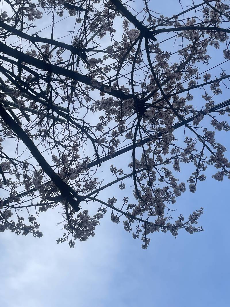 [잡담] 이거 벚꽃맞지?? | 인스티즈