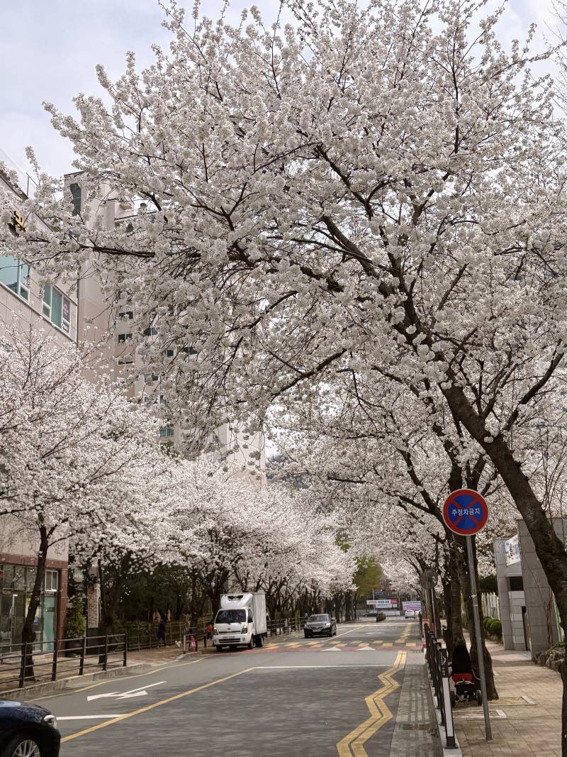 [잡담] 대구 벚꽃 만개함..😮 | 인스티즈