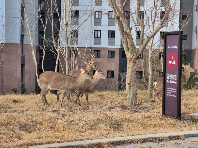 [잡담] 담배피러 나온 사슴들 | 인스티즈