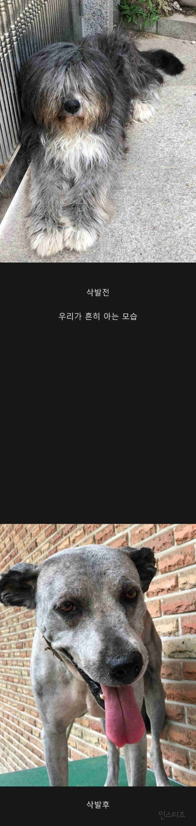 삽살개 삭발 전후 | 인스티즈