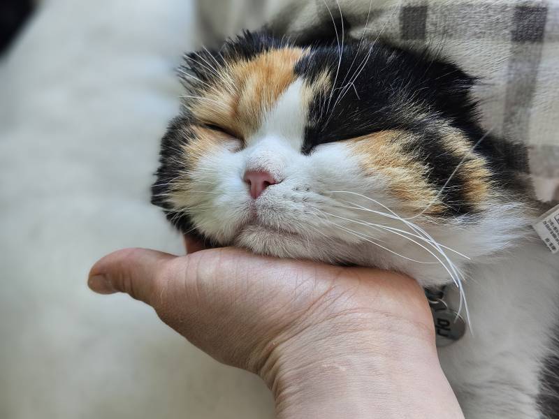 [잡담] 내 고양이는 유명한 빠오즈상임 | 인스티즈