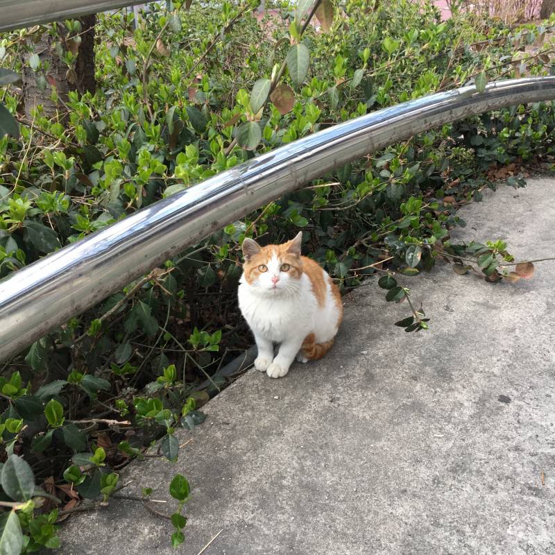 [잡담] 길고양이 만났는데 너무 예뻐 | 인스티즈
