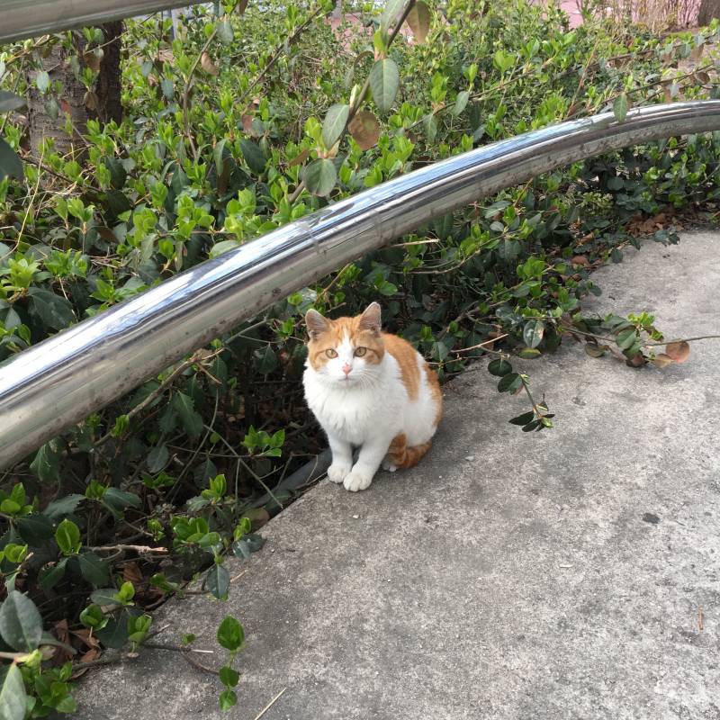 [잡담] 길고양이 만났는데 너무 예뻐 | 인스티즈