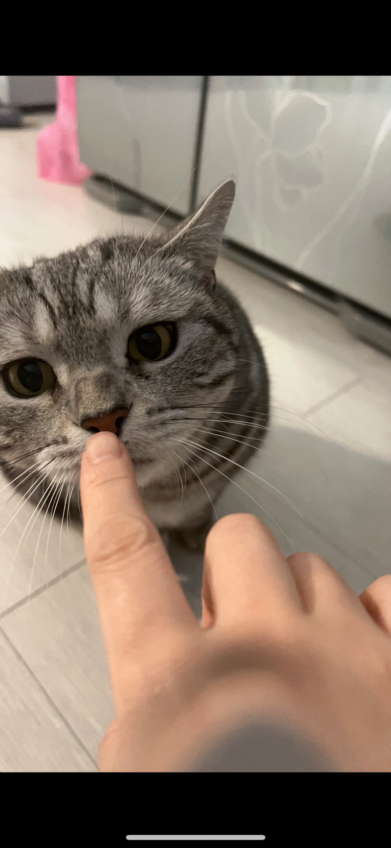 [잡담] 냥 | 인스티즈
