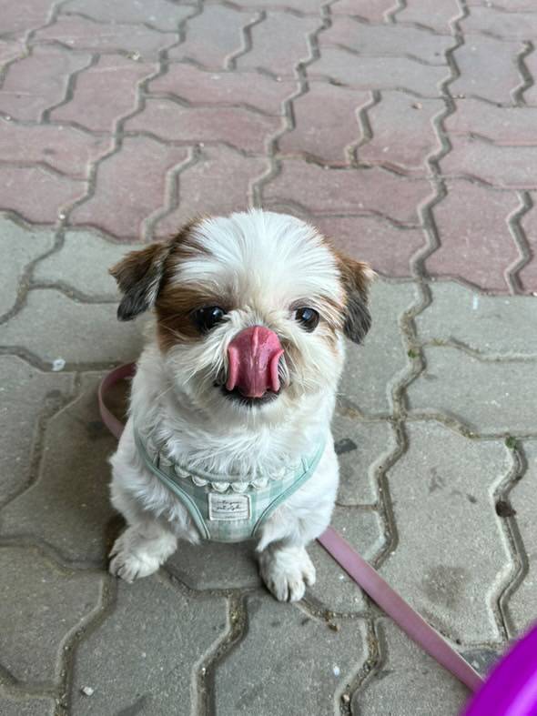 [잡담] 🐶시츄 산책 나왔습니다🐶 | 인스티즈