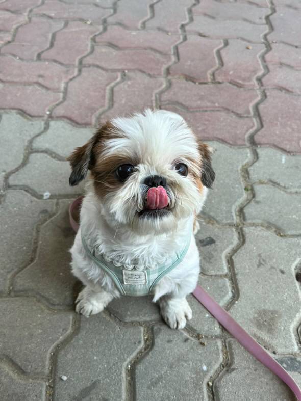 [잡담] 🐶시츄 산책 나왔습니다🐶 | 인스티즈