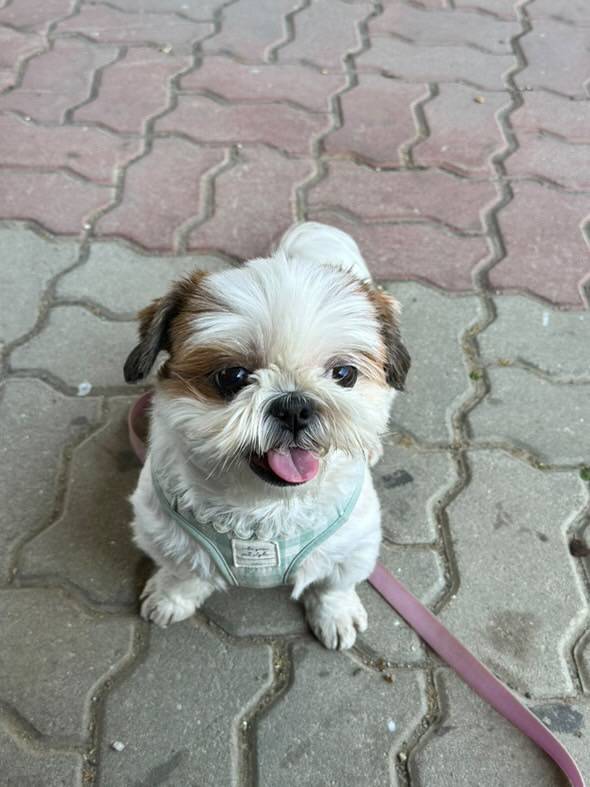 [잡담] 🐶시츄 산책 나왔습니다🐶 | 인스티즈