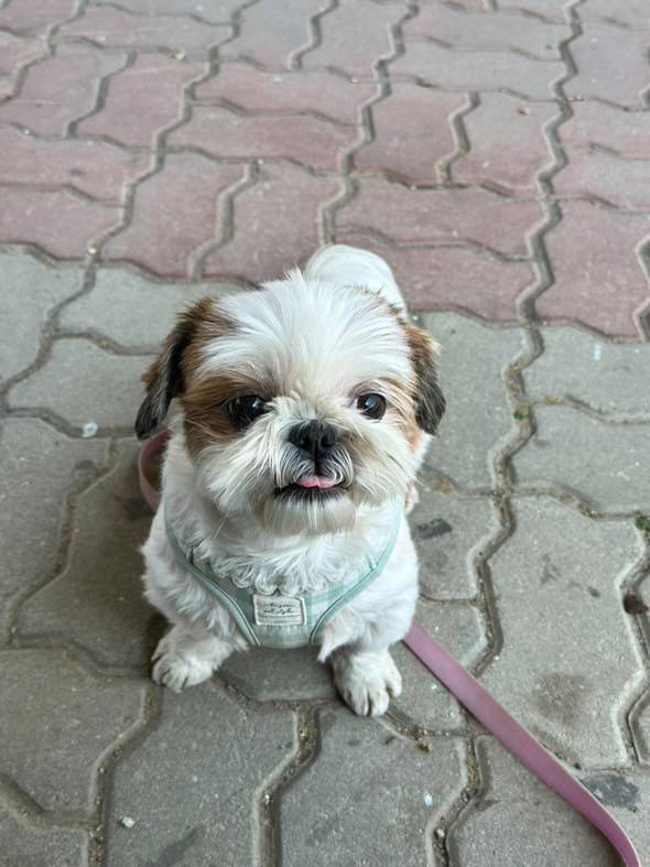 [잡담] 🐶시츄 산책 나왔습니다🐶 | 인스티즈