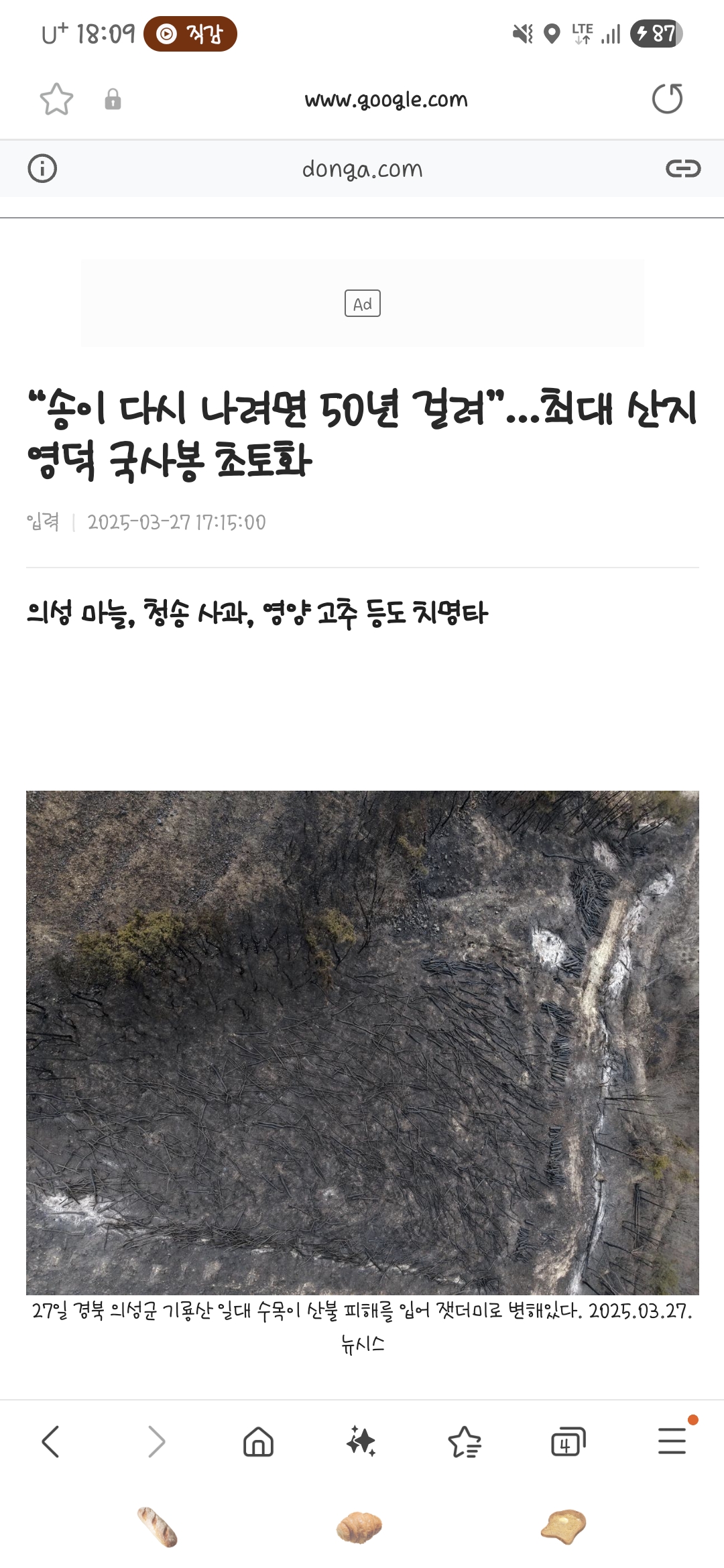 [잡담] 송이버섯 다시 나려면 50년 걸린대...... | 인스티즈