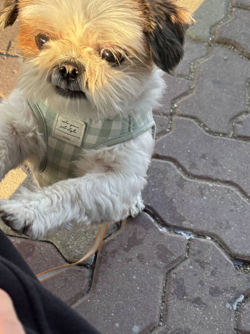 [잡담] 강아지 노을에 구워지는중...🐶💟 | 인스티즈