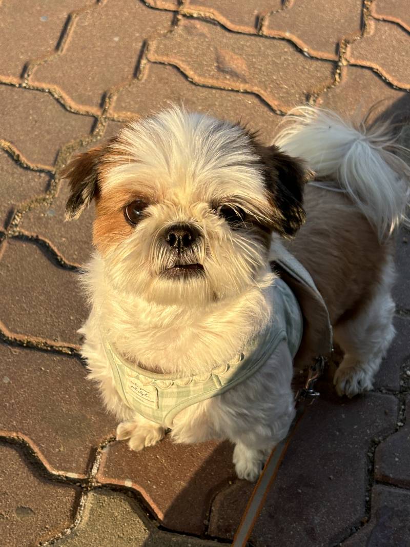 [잡담] 강아지 노을에 구워지는중...🐶💟 | 인스티즈