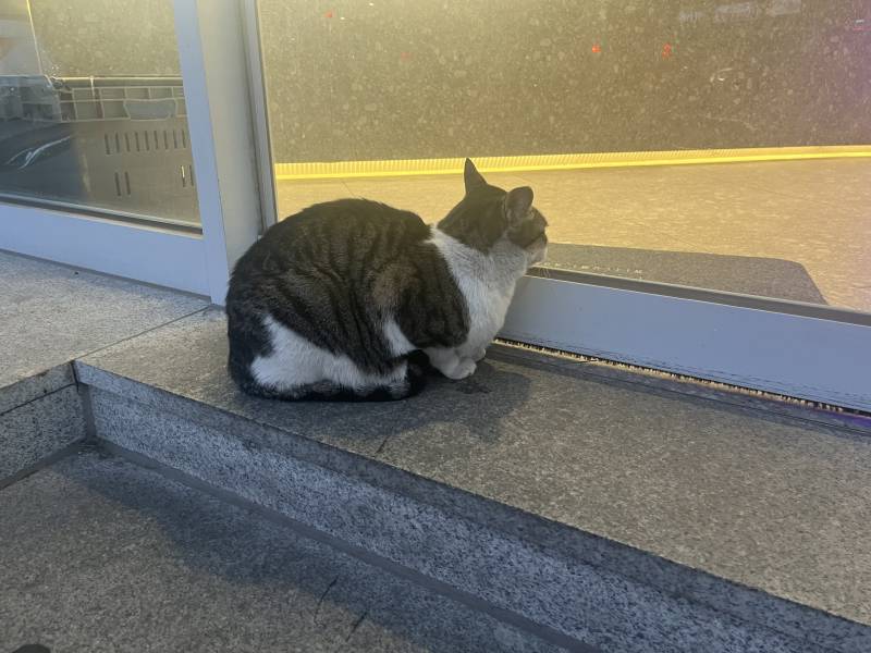 [잡담] 고양이 짱 귀엽지? | 인스티즈