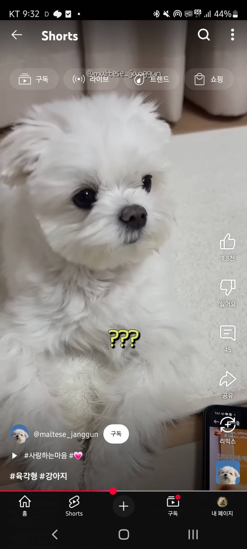 [잡담] 말티즈 장군이 아는 사람 ㅎㅎㅎ | 인스티즈